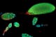 Drosophila Egg Chambers of Different Stages Stained with DAPI (Blue), Alexa488 (Green) and Alexa555 (Red)