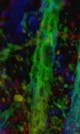 Mouse brain sections of thy1-GFP line imaged using LSM 880 with Airyscan, color coded projection - COPYRIGHT: Yi Zuo, UCSC