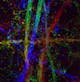 Mouse brain sections of thy1-GFP line imaged using LSM 880 with Airyscan, color coded projection - COPYRIGHT: Yi Zuo, UCSC