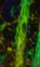 Mouse brain sections of thy1-GFP line imaged using LSM 880, color coded projection - COPYRIGHT: Yi Zuo, UCSC