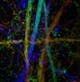 mouse brain sections of thy1-GFP line imaged using LSM 880, color coded projection - COPYRIGHT: Yi Zuo, UCSC