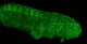 Cricket embryo (Gryllus bimaculatus), Sample courtesy of: Cassandra Extavour Harvard University, USA