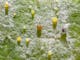 Powdery mildew (sawadaea) on Norway maple