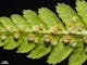 Royal fern - sori and sporangia