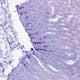 Cellules caliciformes intestinales de souris 