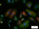 Mink endometrium cells, Vimentin (Ms) - AF 568, Alexa Fluor 488 - Phalloidin, Hoechst 33342