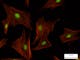 Indian muntiac, fibroblasts, F-actin – red, nucleus – green