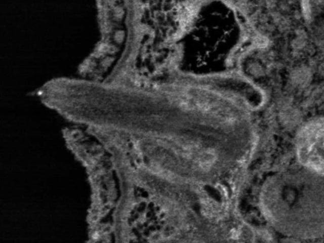 Cilia, imaged with the BSD detector in GeminiSEM 450.