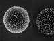 複合型功能材料表面--聚苯乙烯球上的金奈米顆粒，使用GeminiSEM 500在3kV下成像