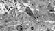 Ultrastructure du bryozoaire Tricellaria inopinata, espèce marine sessile ; champ d'observation : 30 µm. 
