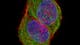 HeLa cells stained for DNA (blue, Hoechst 44432), microtubules (green, anti-tubulin, alpaca anti-mouse