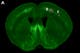 Section of a Thy1-YFP mouse brain
