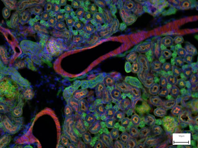 小鼠腎臟熒光圖像