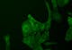 U2OS cells, GFP stained, fluorescence contrast