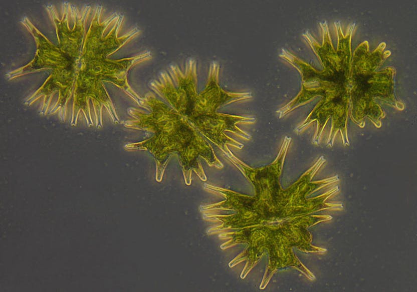 Micrasterias radiata (algae), brightfield contrast