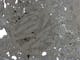 Bar olivine chondrule in the Coolidge meteorite in reflected-light - Brightfield