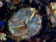 Bar olivine chondrule in the Coolidge meteorite in reflected-light - Polarization
