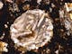 Bar olivine chondrule in the Coolidge meteorite in Transmitted Ligh