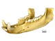 Intact jaw of a black bear, scanned with Xradia Context microCT.  
