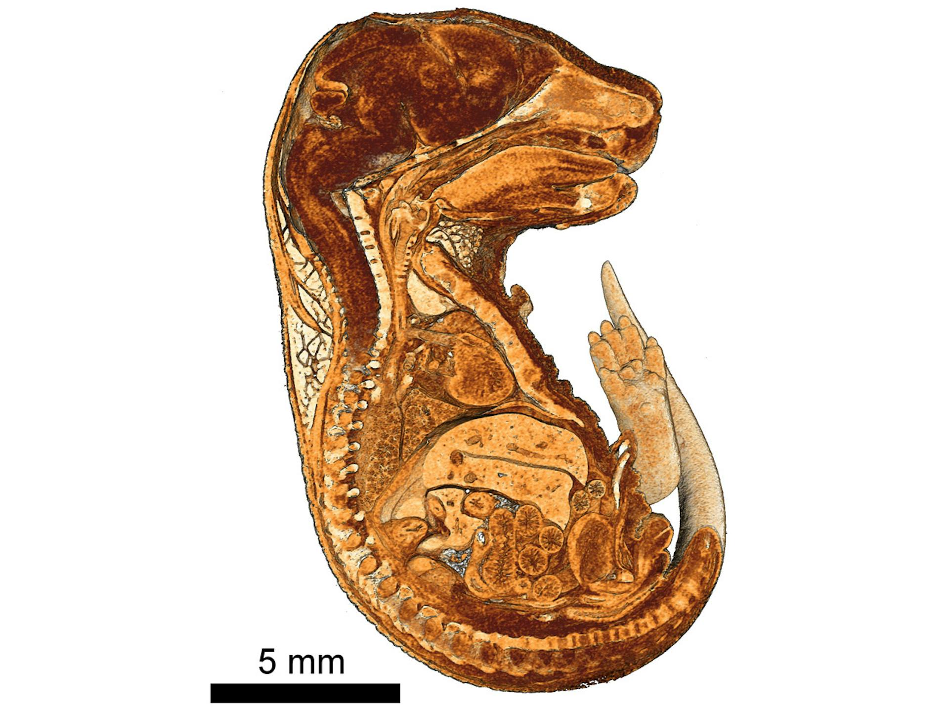 Cutaway view of 3D rendering of a mouse embryo embedded in paraffin.