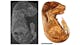 Intact mouse model imaged with microCT