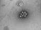 The characteristic shape of the cells identifies them as Rotavirus cells