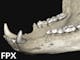 Bear jaw (120 mm X 200 mm) imaged with ZEISS Xradia