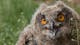 A happy ending: this orphaned eagle-owl chick was eventually released back into the wild from the rescue center in Otterfing near Munich.