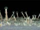 3. Platz: Neue Talaromyces-Pilzart, die auf Hafermehl-Wachstumsmedium wächst, aufgenommen mit dem Zoom-Mikroskop ZEISS AxioZoom.V16 Mit freundlicher Genehmigung: C. Visagie, Universität Pretoria, Südafrika
