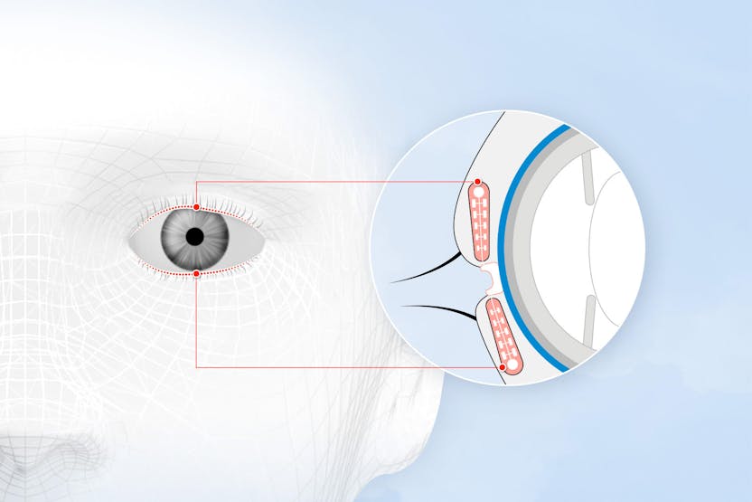 每隻眼睛大約有70個眼瞼腺或瞼板腺，分佈在上下眼瞼區域。