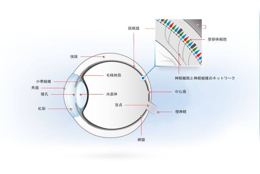 赤緑色覚異常 赤緑色盲 および全色盲 赤緑色覚異常 赤緑色盲 および全色盲
