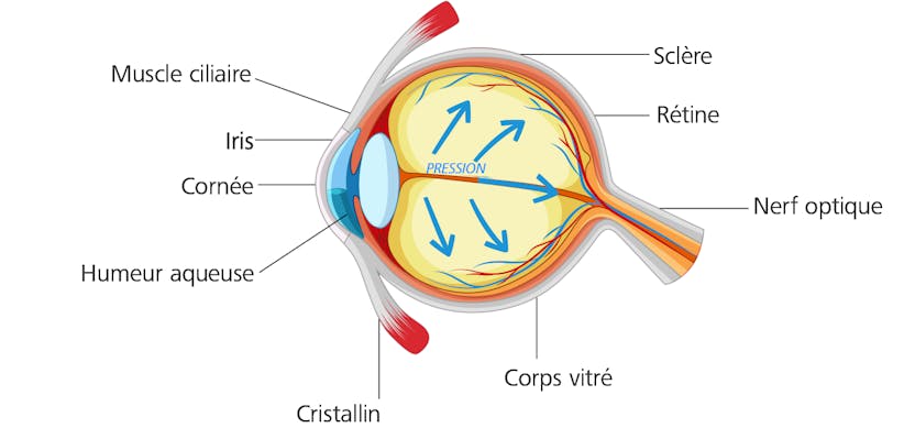 Glaucome Tout Ce Qu Il Faut Savoir Sur La Deuxieme Cause De Cecite Glaucome Tout Ce Qu Il Faut Savoir Sur La Deuxieme Cause De Cecite