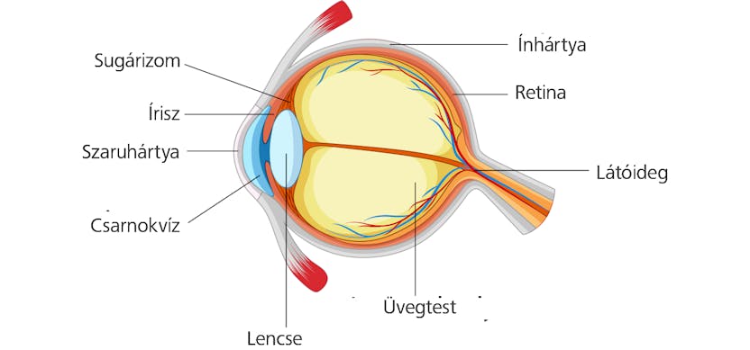 glaukóma és látás